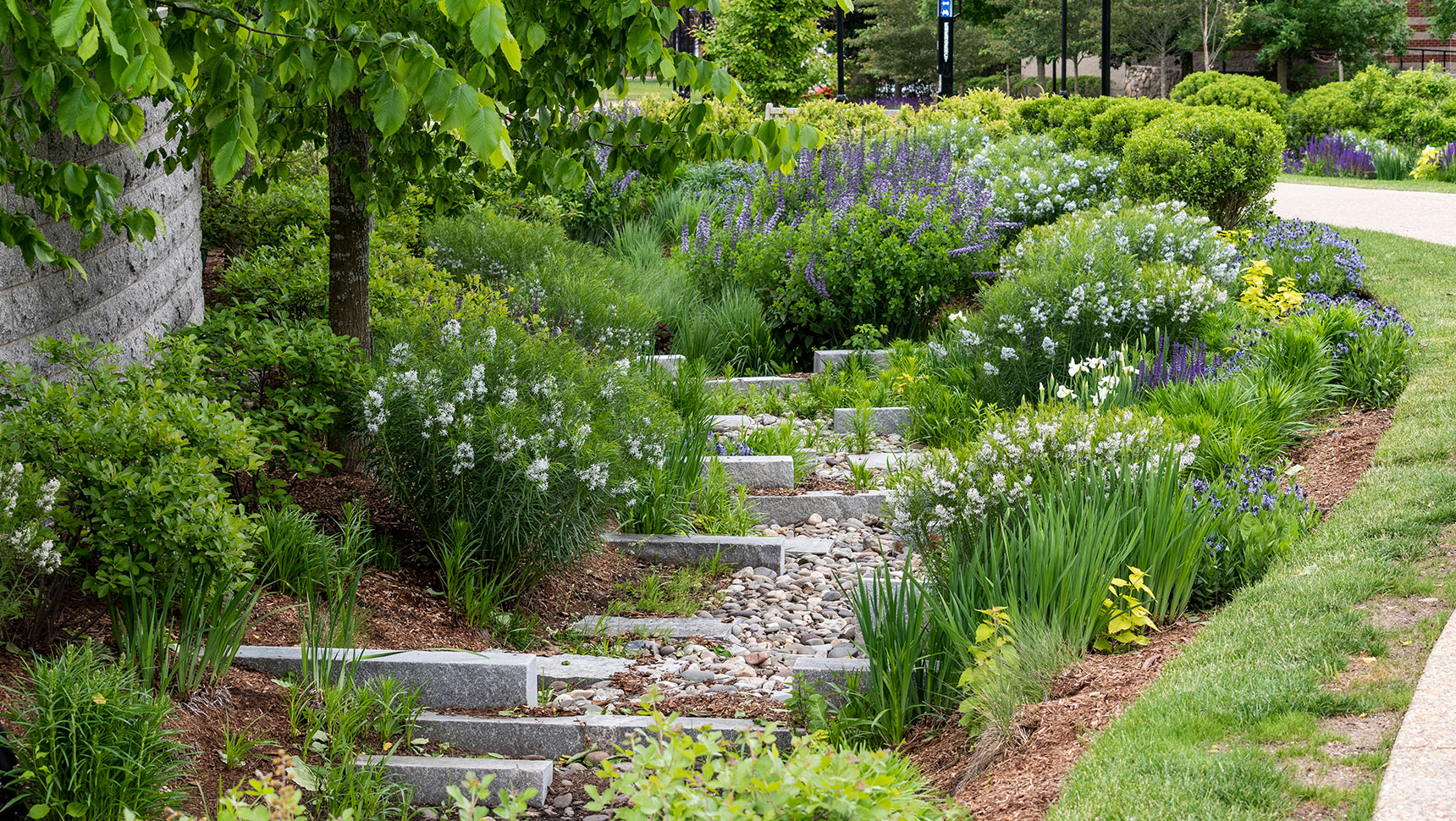 Green infrastructure drainage with plantings and flowers