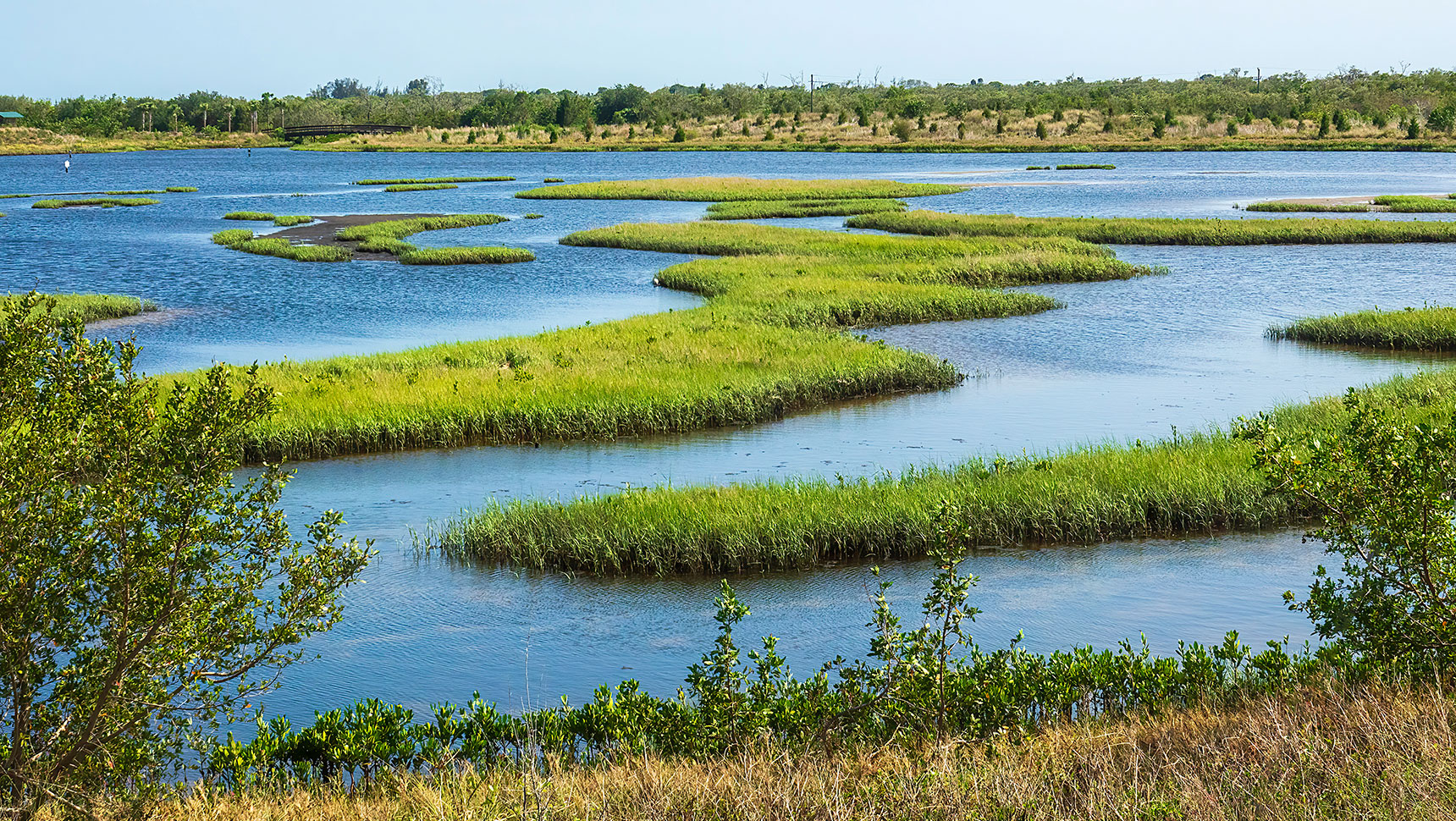 View of a marsh