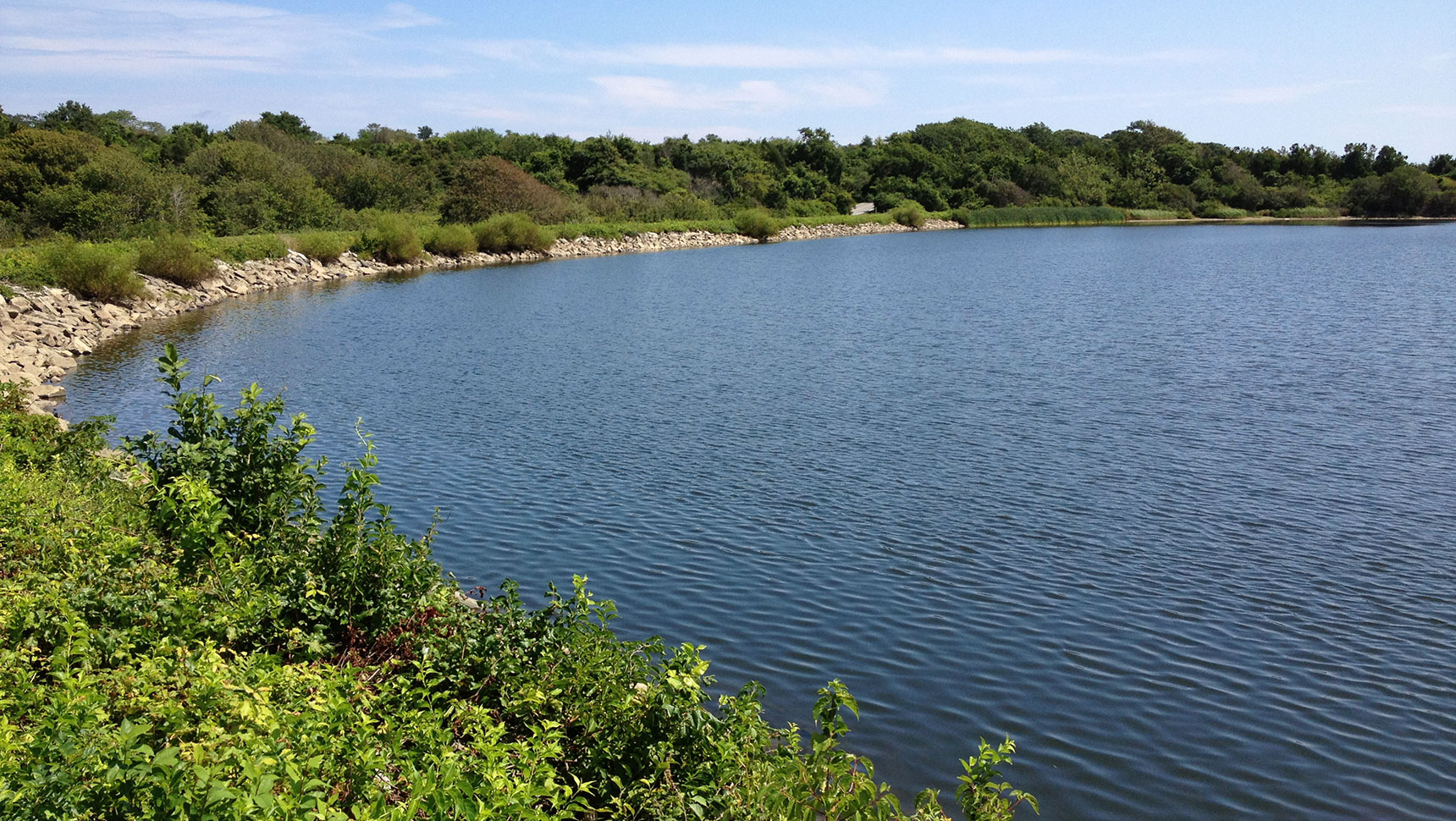 A close up view of pond and trees