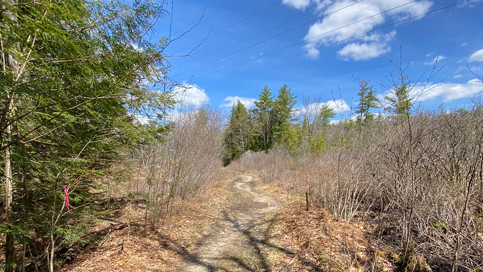 Dirt path with trees