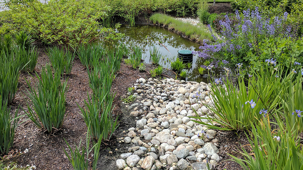 Green infrastructure drainage with plants