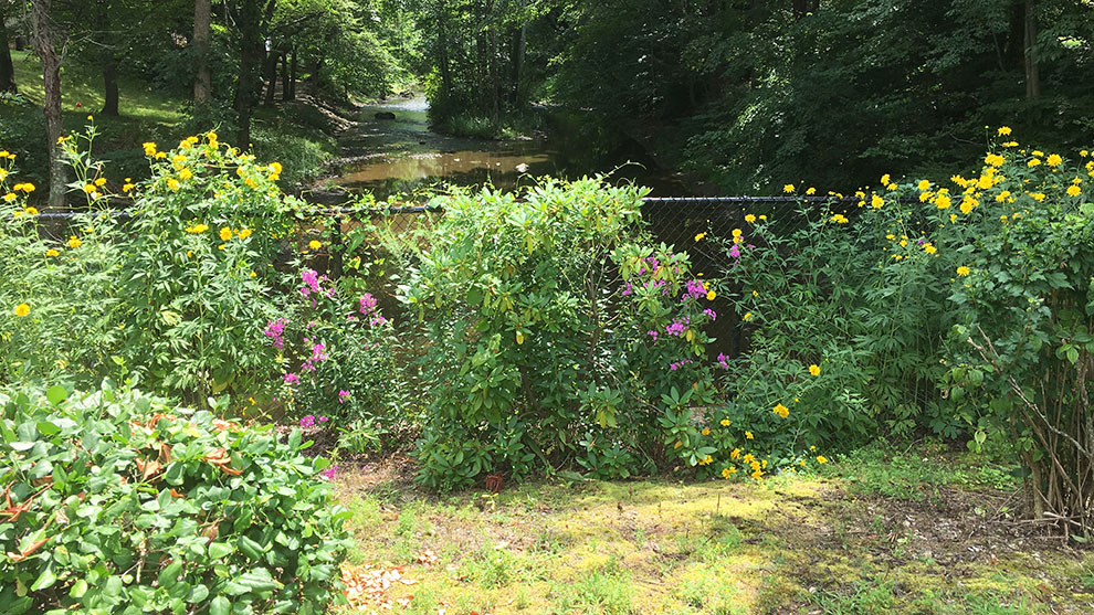 Park River watershed, flowers next to river
